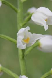 Fotografia da espécie Cephalanthera longifolia