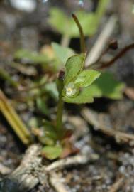 Fotografia da espécie Centunculus minimus