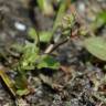Fotografia 5 da espécie Centunculus minimus do Jardim Botânico UTAD