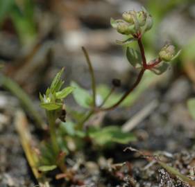 Fotografia da espécie Centunculus minimus