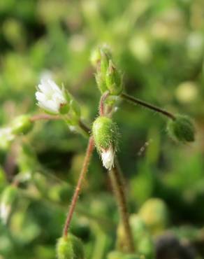 Fotografia 7 da espécie Cerastium semidecandrum no Jardim Botânico UTAD