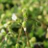 Fotografia 7 da espécie Cerastium semidecandrum do Jardim Botânico UTAD