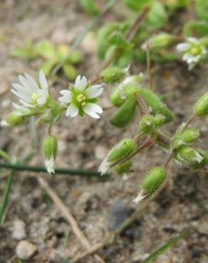 Fotografia 9 da espécie Cerastium semidecandrum no Jardim Botânico UTAD