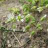 Fotografia 9 da espécie Cerastium semidecandrum do Jardim Botânico UTAD