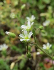 Cerastium semidecandrum