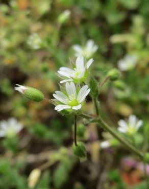 Fotografia 1 da espécie Cerastium semidecandrum no Jardim Botânico UTAD