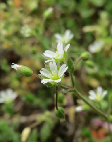 Fotografia de capa Cerastium semidecandrum - do Jardim Botânico