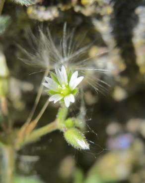 Fotografia 10 da espécie Cerastium semidecandrum no Jardim Botânico UTAD