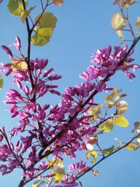 Fotografia da espécie Cercis siliquastrum