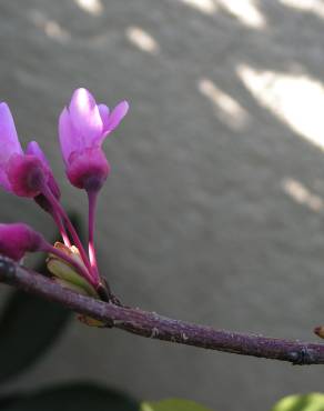 Fotografia 7 da espécie Cercis siliquastrum no Jardim Botânico UTAD