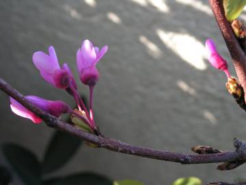 Fotografia da espécie Cercis siliquastrum