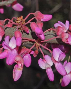 Fotografia 8 da espécie Cercis siliquastrum no Jardim Botânico UTAD