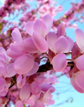 Fotografia 9 da espécie Cercis siliquastrum no Jardim Botânico UTAD