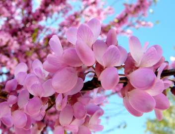 Fotografia da espécie Cercis siliquastrum