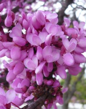 Fotografia 10 da espécie Cercis siliquastrum no Jardim Botânico UTAD