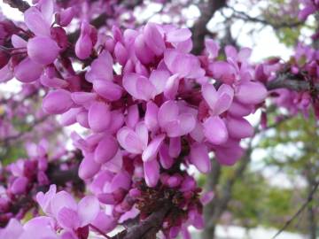 Fotografia da espécie Cercis siliquastrum