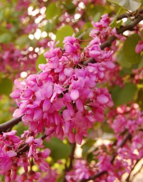 Fotografia 11 da espécie Cercis siliquastrum no Jardim Botânico UTAD