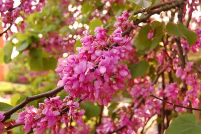 Fotografia da espécie Cercis siliquastrum