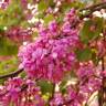 Fotografia 11 da espécie Cercis siliquastrum do Jardim Botânico UTAD