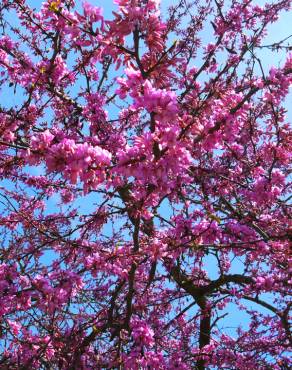 Fotografia 12 da espécie Cercis siliquastrum no Jardim Botânico UTAD