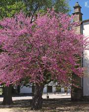 Fotografia da espécie Cercis siliquastrum