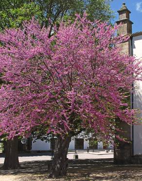 Fotografia 1 da espécie Cercis siliquastrum no Jardim Botânico UTAD