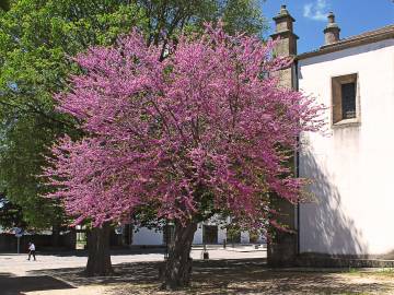 Fotografia da espécie Cercis siliquastrum