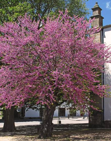 Fotografia de capa Cercis siliquastrum - do Jardim Botânico