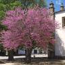 Fotografia 1 da espécie Cercis siliquastrum do Jardim Botânico UTAD