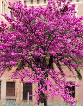 Fotografia 14 da espécie Cercis siliquastrum no Jardim Botânico UTAD