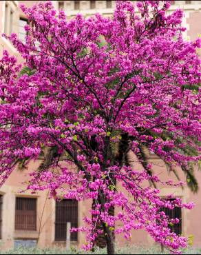 Fotografia 14 da espécie Cercis siliquastrum no Jardim Botânico UTAD