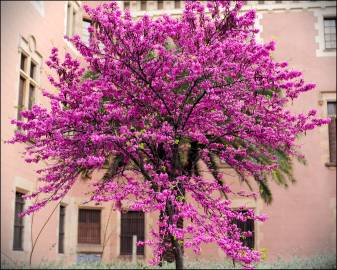 Fotografia da espécie Cercis siliquastrum