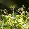 Fotografia 9 da espécie Cinnamomum camphora do Jardim Botânico UTAD