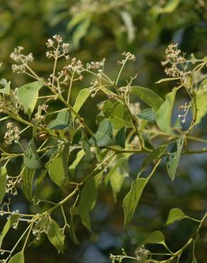 Fotografia 10 da espécie Cinnamomum camphora no Jardim Botânico UTAD