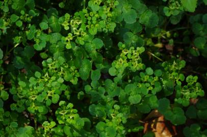 Fotografia da espécie Chrysosplenium oppositifolium