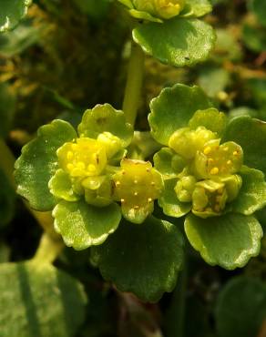 Fotografia 3 da espécie Chrysosplenium oppositifolium no Jardim Botânico UTAD