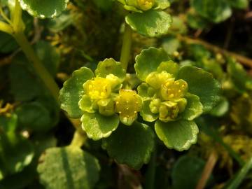 Fotografia da espécie Chrysosplenium oppositifolium