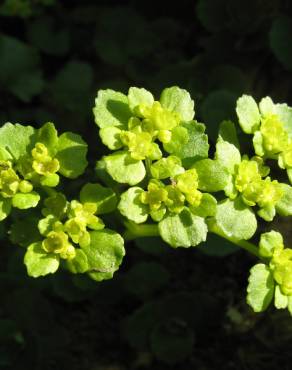 Fotografia 4 da espécie Chrysosplenium oppositifolium no Jardim Botânico UTAD