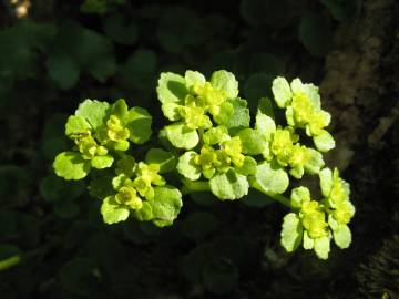 Fotografia da espécie Chrysosplenium oppositifolium