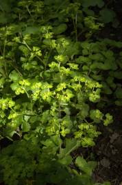 Fotografia da espécie Chrysosplenium oppositifolium