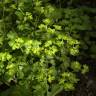 Fotografia 5 da espécie Chrysosplenium oppositifolium do Jardim Botânico UTAD