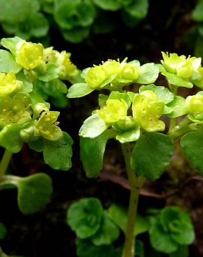 Fotografia 6 da espécie Chrysosplenium oppositifolium no Jardim Botânico UTAD