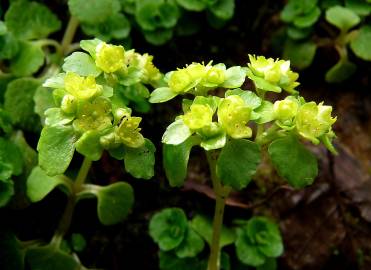 Fotografia da espécie Chrysosplenium oppositifolium