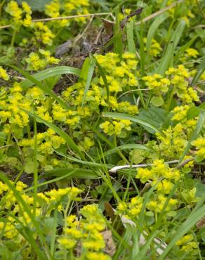 Fotografia 7 da espécie Chrysosplenium oppositifolium no Jardim Botânico UTAD