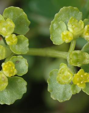 Fotografia 9 da espécie Chrysosplenium oppositifolium no Jardim Botânico UTAD