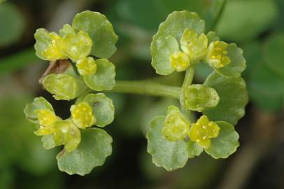 Fotografia da espécie Chrysosplenium oppositifolium