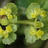 Fotografia 9 da espécie Chrysosplenium oppositifolium do Jardim Botânico UTAD