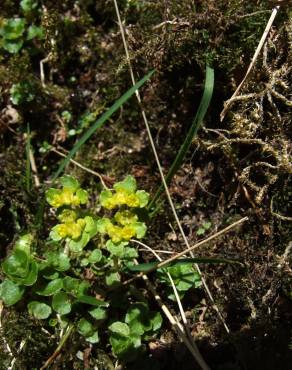 Fotografia 10 da espécie Chrysosplenium oppositifolium no Jardim Botânico UTAD