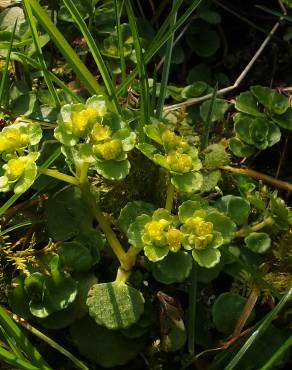 Fotografia 11 da espécie Chrysosplenium oppositifolium no Jardim Botânico UTAD