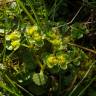 Fotografia 11 da espécie Chrysosplenium oppositifolium do Jardim Botânico UTAD